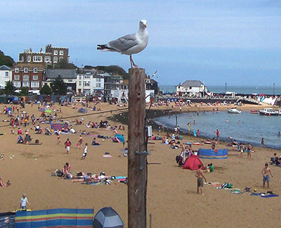 Seagull on a pole